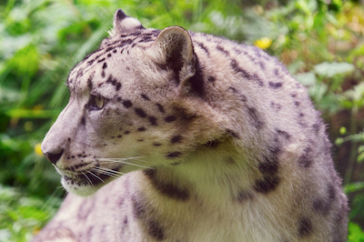 Snow Leopard 3 J7